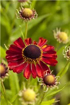 Helenium 'Rubinzwerg' - Garten-Sonnenbraut 'Rubinzwerg' Helenium 'Rubinzwerg' - Garten-Sonnenbraut 'Rubinzwerg'