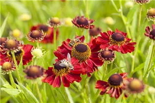 Helenium 'Rubinzwerg' - Garten-Sonnenbraut 'Rubinzwerg' Helenium 'Rubinzwerg' - Garten-Sonnenbraut 'Rubinzwerg'