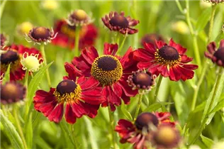 Helenium 'Rubinzwerg' - Garten-Sonnenbraut 'Rubinzwerg' Helenium 'Rubinzwerg' - Garten-Sonnenbraut 'Rubinzwerg'