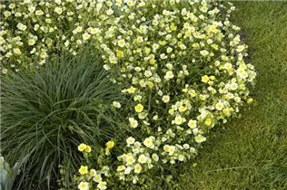 Helianthemum cultorum 'Elfenbeinglanz' - Garten-Sonnenröschen 'Elfenbeinglanz'