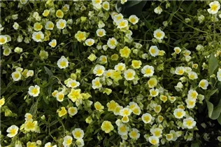 Helianthemum cultorum 'Elfenbeinglanz' - Garten-Sonnenröschen 'Elfenbeinglanz'
