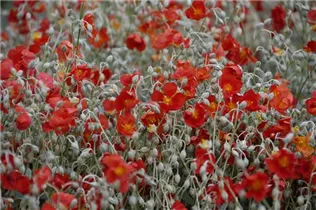 Helianthemum cultorum 'Henfield Brilliant' - Garten-Sonnenröschen 'Henfield Brilliant'