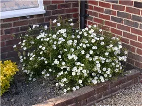 Helianthemum 'Eisbär' - Garten-Sonnenröschen 'Eisbär' Helianthemum 'Eisbär' - Garten-Sonnenröschen 'Eisbär'