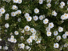 Helianthemum 'Eisbär' - Garten-Sonnenröschen 'Eisbär' Helianthemum 'Eisbär' - Garten-Sonnenröschen 'Eisbär'