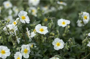 Helianthemum 'Eisbär' - Garten-Sonnenröschen 'Eisbär' Helianthemum 'Eisbär' - Garten-Sonnenröschen 'Eisbär'