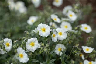 Helianthemum 'Eisbär' - Garten-Sonnenröschen 'Eisbär' Helianthemum 'Eisbär' - Garten-Sonnenröschen 'Eisbär'