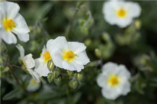 Helianthemum 'Eisbär' - Garten-Sonnenröschen 'Eisbär' Helianthemum 'Eisbär' - Garten-Sonnenröschen 'Eisbär'