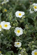 Helianthemum 'Eisbär' - Garten-Sonnenröschen 'Eisbär' Helianthemum 'Eisbär' - Garten-Sonnenröschen 'Eisbär'