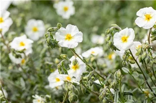 Helianthemum 'Eisbär' - Garten-Sonnenröschen 'Eisbär' Helianthemum 'Eisbär' - Garten-Sonnenröschen 'Eisbär'