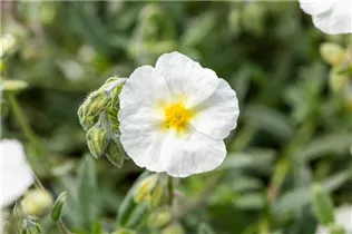 Helianthemum 'Eisbär' - Garten-Sonnenröschen 'Eisbär' Helianthemum 'Eisbär' - Garten-Sonnenröschen 'Eisbär'