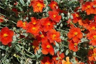 Helianthemum 'Fire Dragon' - Garten-Sonnenröschen 'Fire Dragon' Helianthemum 'Fire Dragon' - Garten-Sonnenröschen 'Fire Dragon'