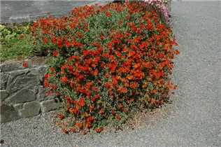 Helianthemum 'Fire Dragon' - Garten-Sonnenröschen 'Fire Dragon' Helianthemum 'Fire Dragon' - Garten-Sonnenröschen 'Fire Dragon'