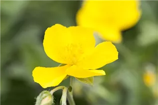 Helianthemum nummularium 'Sterntaler' - Garten-Sonnenröschen 'Sterntaler'