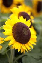 Helianthus annuus 'Big Smile' - Sonnenblume 'Big Smile'