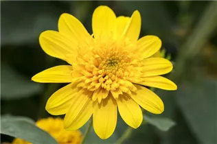 Helianthus 'Double Whammy' - Sonnenblume 'Double Whammy'