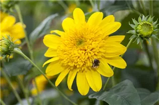 Helianthus 'Double Whammy' - Sonnenblume 'Double Whammy'