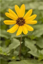Helianthus 'Helisol' - Sonnenblume 'Helisol'
