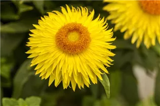Helichrysum bracteatum Cottage™ - Strohblume