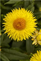 Helichrysum bracteatum Cottage™ - Strohblume