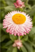 Helichrysum bracteatum Cottage™ - Strohblume