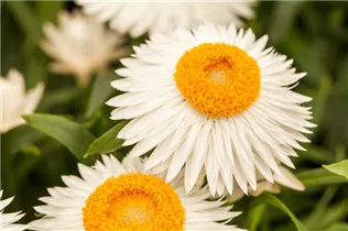 Helichrysum bracteatum Cottage™ - Strohblume