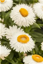 Helichrysum bracteatum Cottage™ - Strohblume
