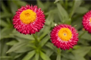 Helichrysum bracteatum Cottage™ - Strohblume