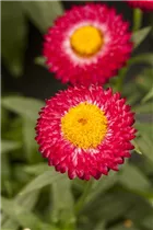 Helichrysum bracteatum Cottage™ - Strohblume