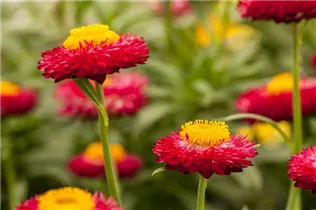 Helichrysum bracteatum Cottage™ - Strohblume