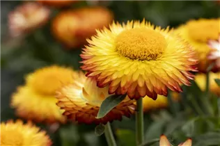 Helichrysum bracteatum 'Mohave'® - Strohblume 'Mohave'®