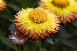 Helichrysum bracteatum 'Mohave'® - Strohblume 'Mohave'®