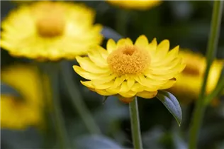 Helichrysum bracteatum 'Mohave'® - Strohblume 'Mohave'®