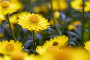 Helichrysum bracteatum 'Mohave'® - Strohblume 'Mohave'®