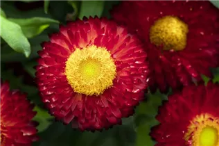 Helichrysum bracteatum 'Mohave'® - Strohblume 'Mohave'®