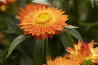 Helichrysum bracteatum 'Mohave'® - Strohblume 'Mohave'®