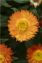 Helichrysum bracteatum 'Mohave'® - Strohblume 'Mohave'®