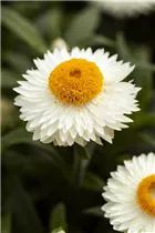 Helichrysum bracteatum 'Mohave'® - Strohblume 'Mohave'®