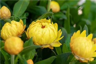 Helichrysum bracteatum SUNBRELLA™ - Strohblume SUNBRELLA™ Helichrysum bracteatum SUNBRELLA™ - Strohblume SUNBRELLA™