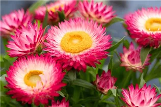 Helichrysum bracteatum SUNBRELLA™ - Strohblume SUNBRELLA™ Helichrysum bracteatum SUNBRELLA™ - Strohblume SUNBRELLA™