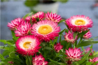 Helichrysum bracteatum SUNBRELLA™ - Strohblume SUNBRELLA™ Helichrysum bracteatum SUNBRELLA™ - Strohblume SUNBRELLA™