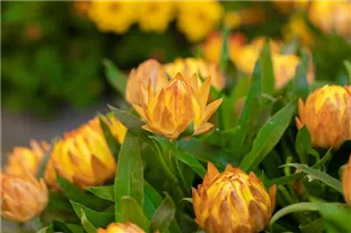 Helichrysum bracteatum SUNBRELLA™ - Strohblume SUNBRELLA™ Helichrysum bracteatum SUNBRELLA™ - Strohblume SUNBRELLA™
