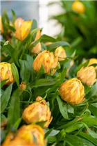 Helichrysum bracteatum SUNBRELLA™ - Strohblume SUNBRELLA™ Helichrysum bracteatum SUNBRELLA™ - Strohblume SUNBRELLA™