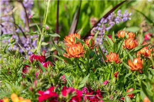 Helichrysum bracteatum SUNBRELLA™ - Strohblume SUNBRELLA™ Helichrysum bracteatum SUNBRELLA™ - Strohblume SUNBRELLA™