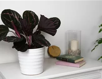 Korbmarante - Einpflanzen in ein Gefäß