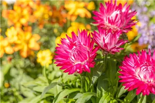 Helichrysum bracteatum SUNBRELLA™ - Strohblume SUNBRELLA™ Helichrysum bracteatum SUNBRELLA™ - Strohblume SUNBRELLA™