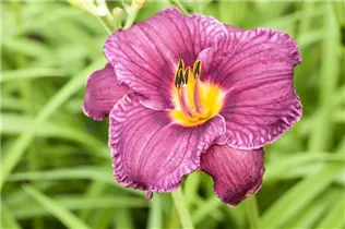 Hemerocallis 'Ammerland' - Garten-Taglilie