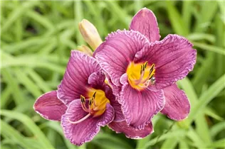 Hemerocallis 'Ammerland' - Garten-Taglilie