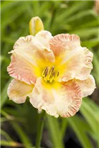 Hemerocallis 'Angels Sigh' - Garten-Taglilie