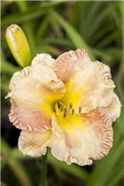 Hemerocallis 'Angels Sigh' - Garten-Taglilie