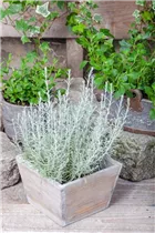 Helichrysum italicum 'Aladin' - Zwergcurry 'Aladin' Helichrysum italicum 'Aladin' - Zwergcurry 'Aladin'